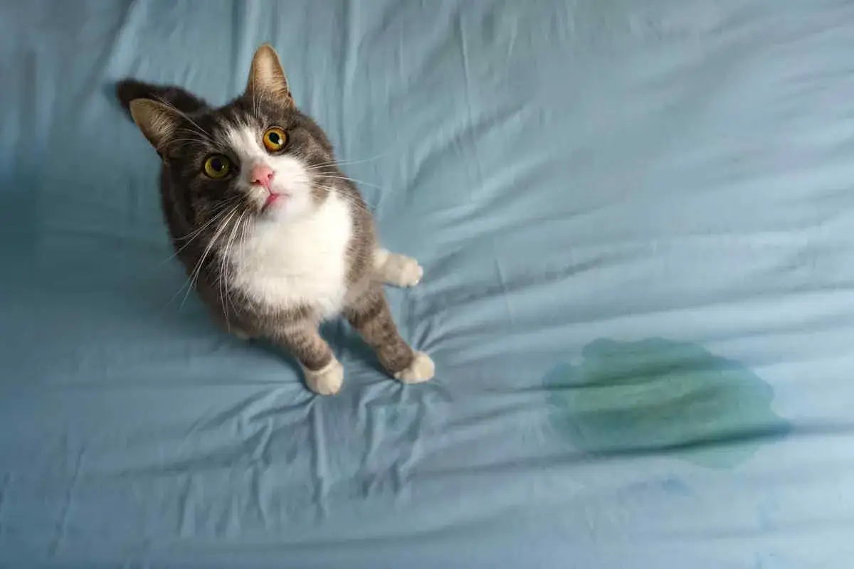 Gatto sorpreso accanto a una macchia sul letto. Chissà perchè il gatto fa la pipi sul letto?