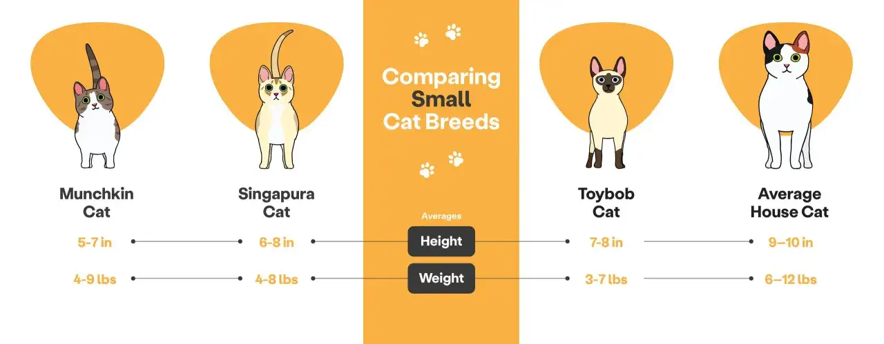Confronto tra razze di gatti che rimangono piccoli: Munchkin, Singapura, Toybob e gatto domestico medio, con altezze e pesi.