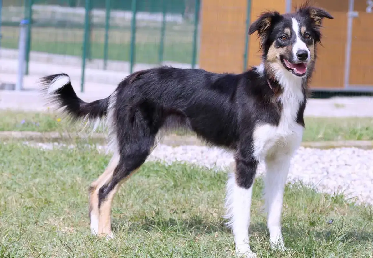 Border collie con pelo lungo e folto, zampe bianche e coda a pennacchio. Nonostante i potenziali difetti estetici, &egrave; un cane vivace e intelligente.