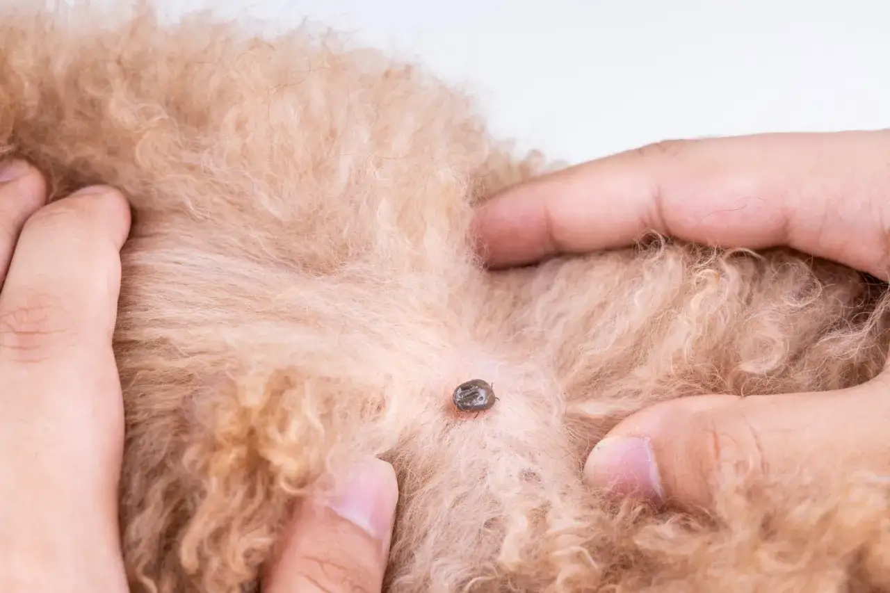 Zecche sul pelo di un cane, potenziali vettori di ehrlichia canis.