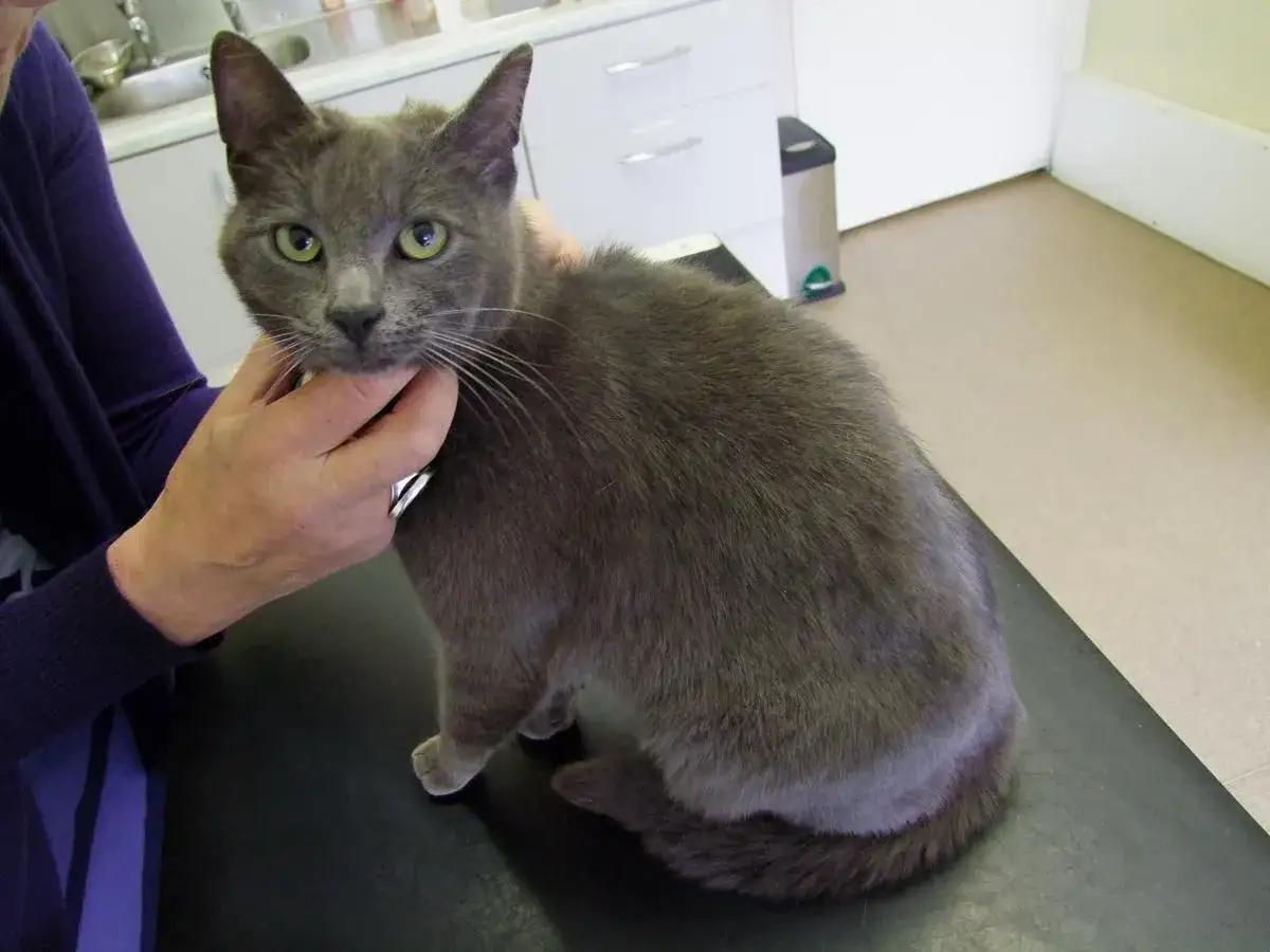 Gatto grigio con occhi verdi, forse con dispnea, tenuto da una mano in un ambulatorio veterinario.