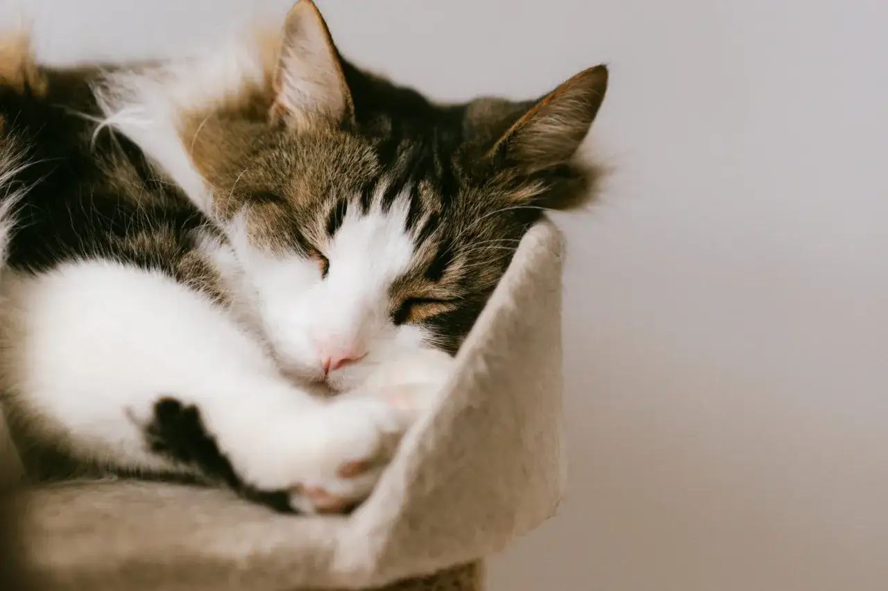 Un gatto tigrato e bianco dorme raggomitolato, forse sognando avventure.