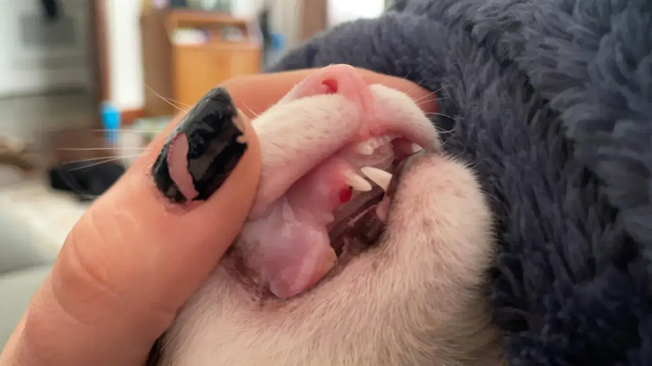 Denti del gatto cadono, mostrando gengive rosse e un piccolo sanguinamento. Un dito con smalto nero tiene delicatamente la bocca aperta.