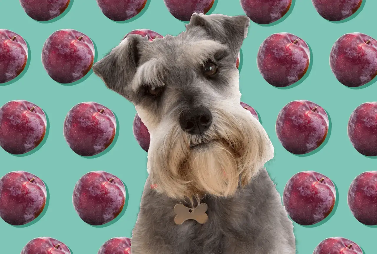 Un cane schnauzer con un collare a forma di osso guarda incuriosito le prugne che lo circondano, suggerendo che i cani possono mangiare le prugne.