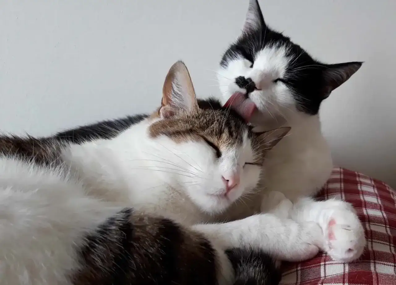 Un gatto nero e bianco lecca la testa di un altro gatto, che dorme sereno. Forse è così che si capisce perché i gatti fanno le fusa quando li accarezzi.