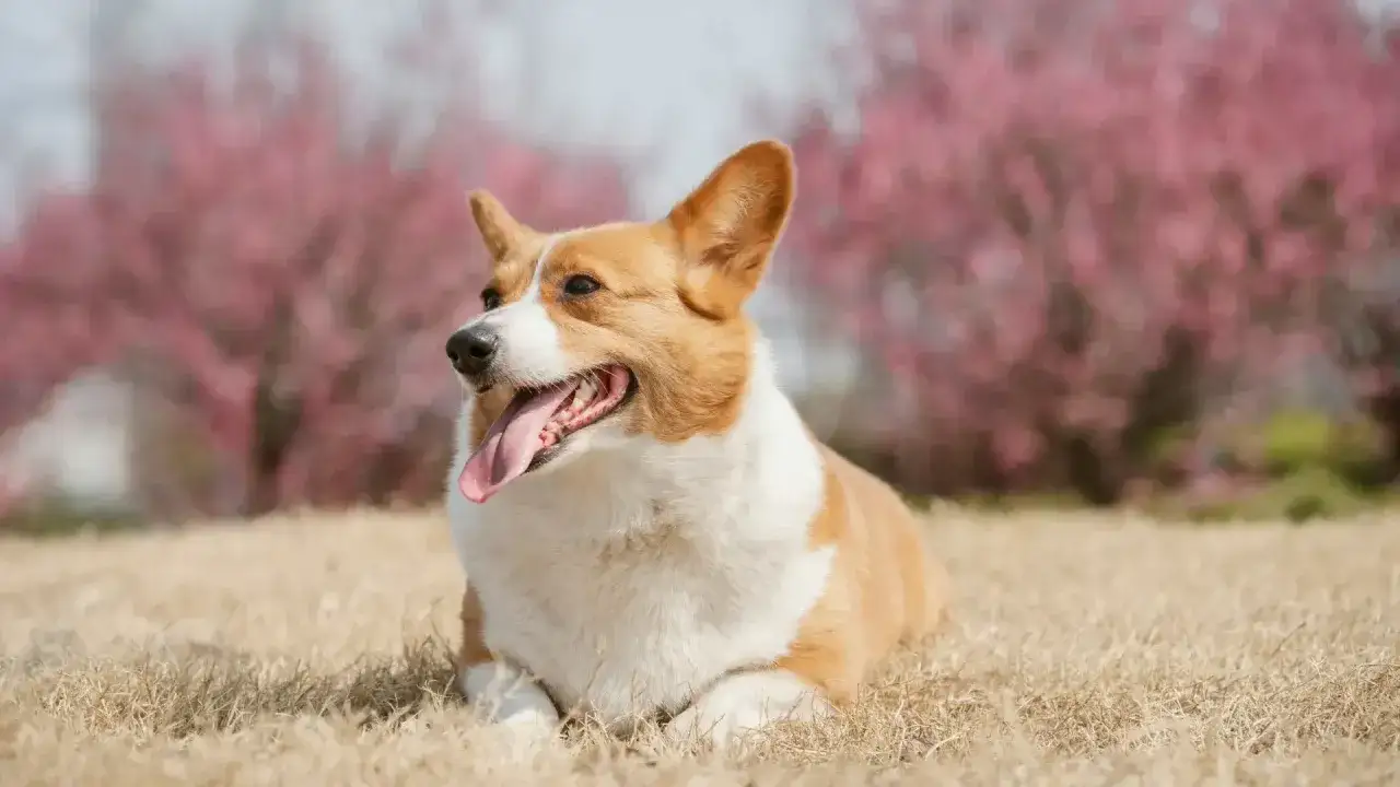 Un corgi con la lingua fuori, sdraiato sull'erba secca, sembra un cane pauroso ma felice in un prato fiorito.