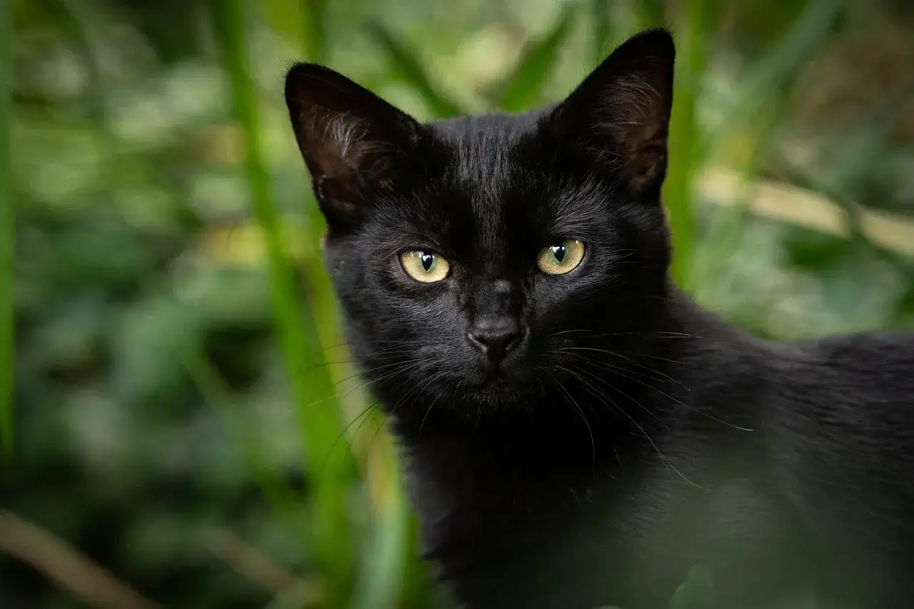 Un misterioso gatto nero razza, con occhi dorati penetranti, emerge da un fogliame verdeggiante, pronto a esplorare il suo regno.