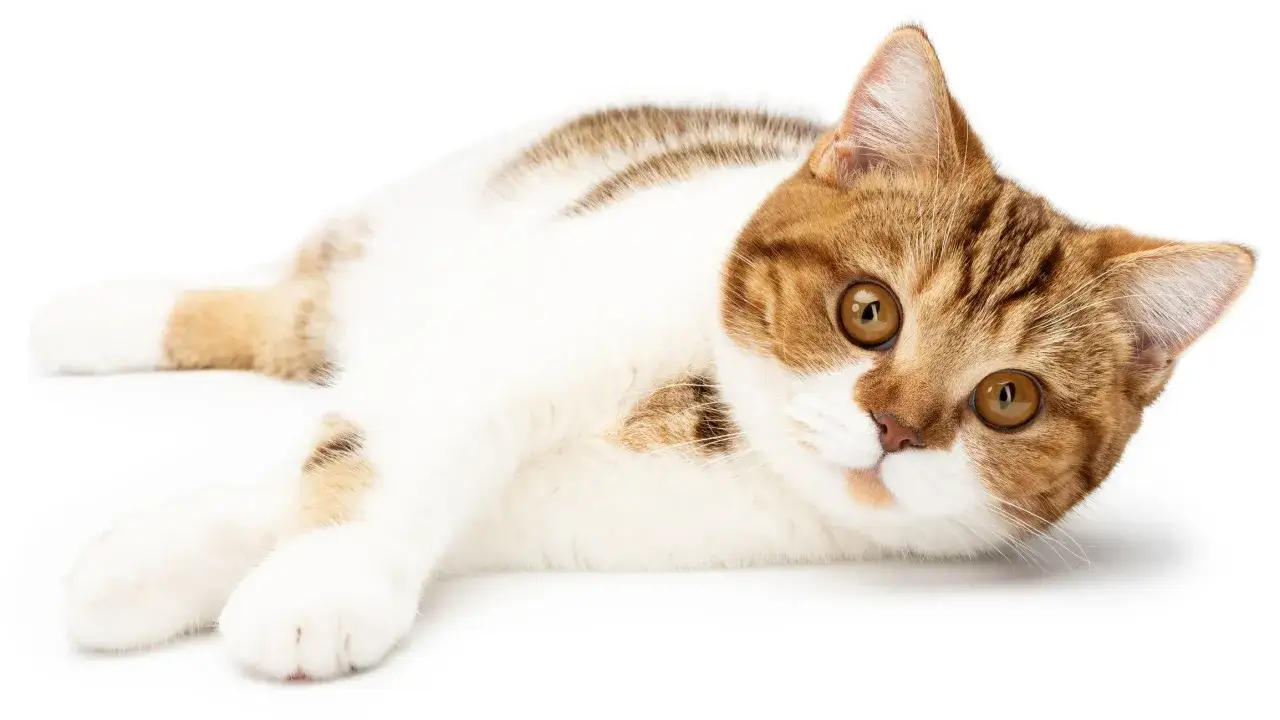 Gatto bianco e arancione sdraiato, con occhi grandi e curiosi. Impara come educare un gatto a non fare qualcosa con pazienza e amore.