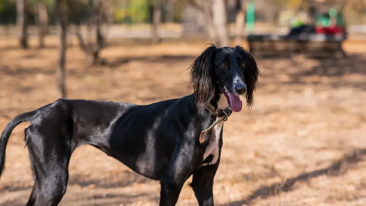 Un elegante cane magro, nero con macchie bianche, con la lingua fuori, in un parco autunnale.