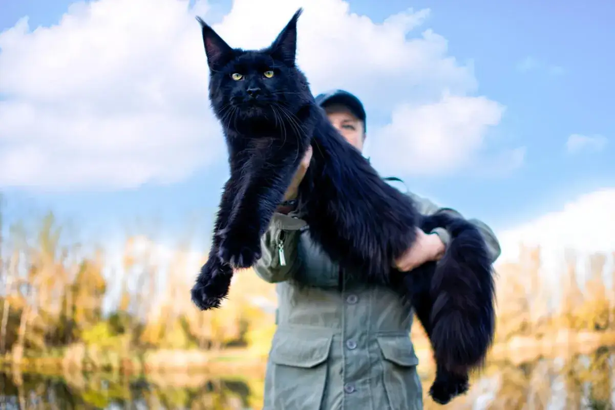 Un uomo tiene in braccio un magnifico gatto nero, uno dei tanti gatti giganti che sembrano usciti da una favola.