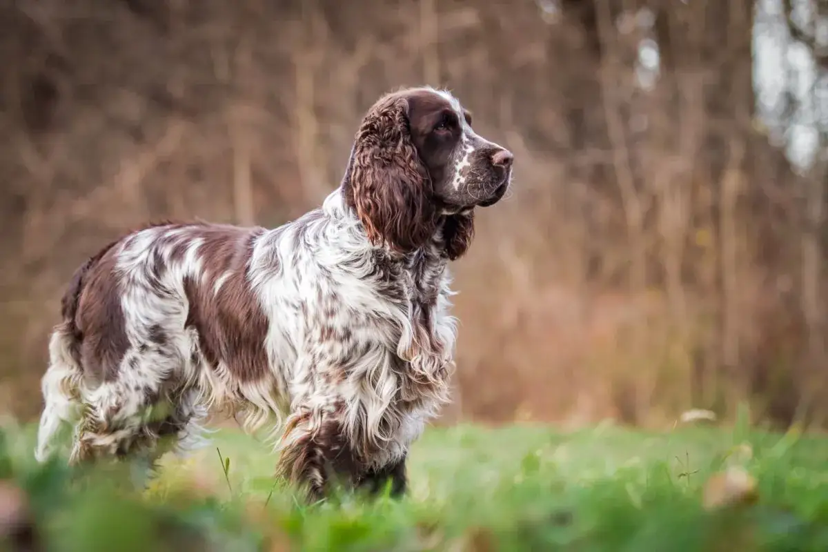 Un elegante springer spaniel con mantello bianco e marrone, in piedi sull'erba verde, con uno sfondo sfocato di alberi autunnali.