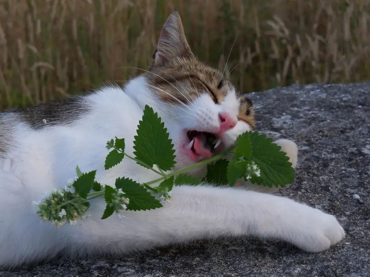 Gatto estasiato dal catnip cos'è: una pianta che provoca euforia felina. Il micio si rotola felice tra le foglie verdi.