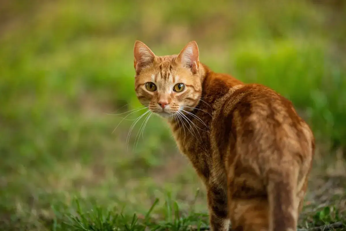 Gatto rosso dal carattere curioso, con occhi attenti e pelo striato, guarda verso l'osservatore in un prato verde.