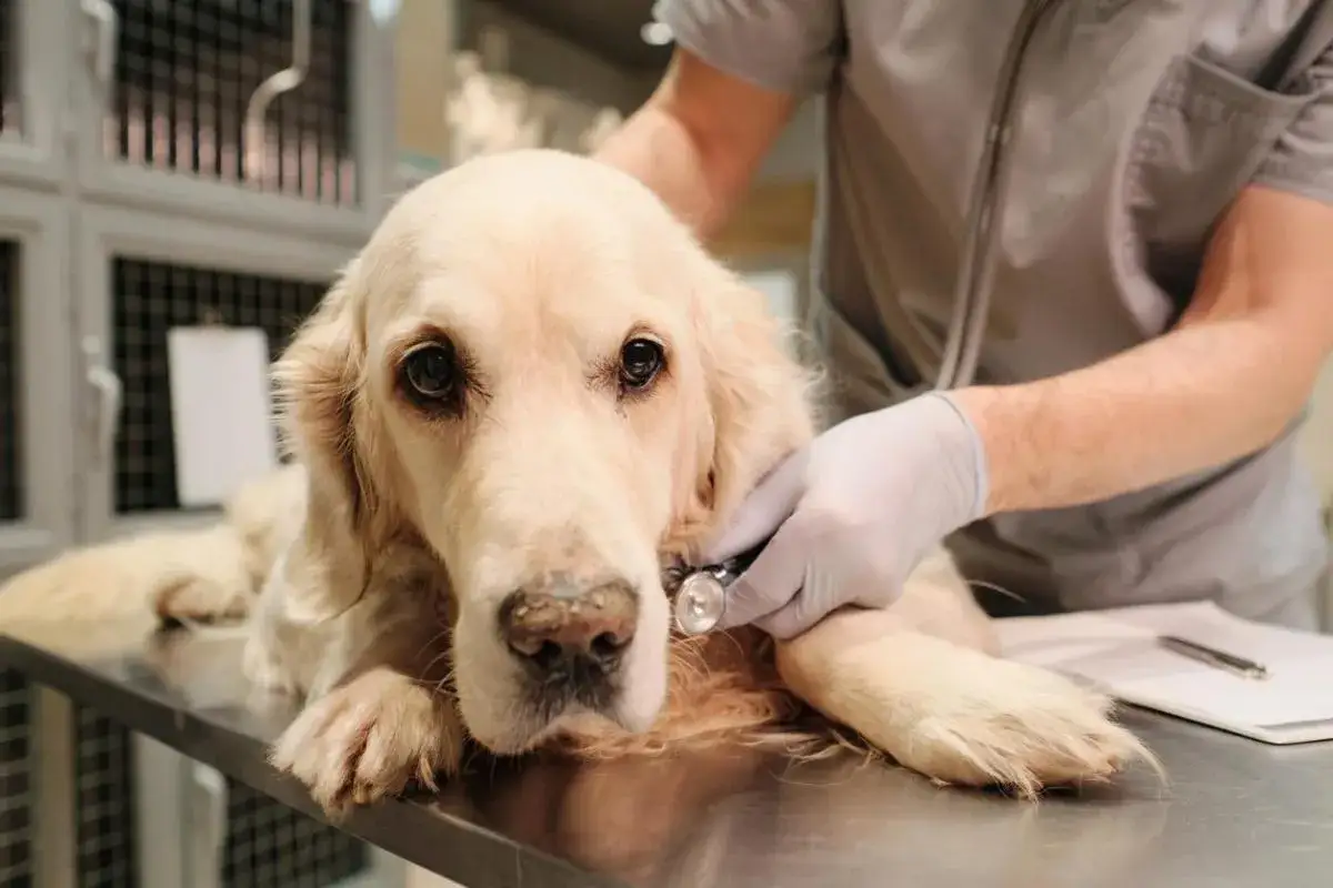 Un veterinario esamina un cane con uno stetoscopio, preoccupato per i sintomi di meningite.