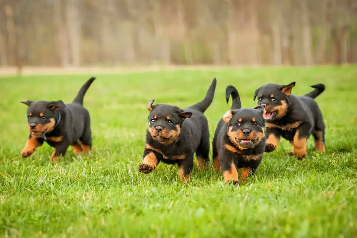Cuccioli di rottweiler maschio corrono sull'erba, un gruppo di adorabili cani in miniatura pieni di energia.