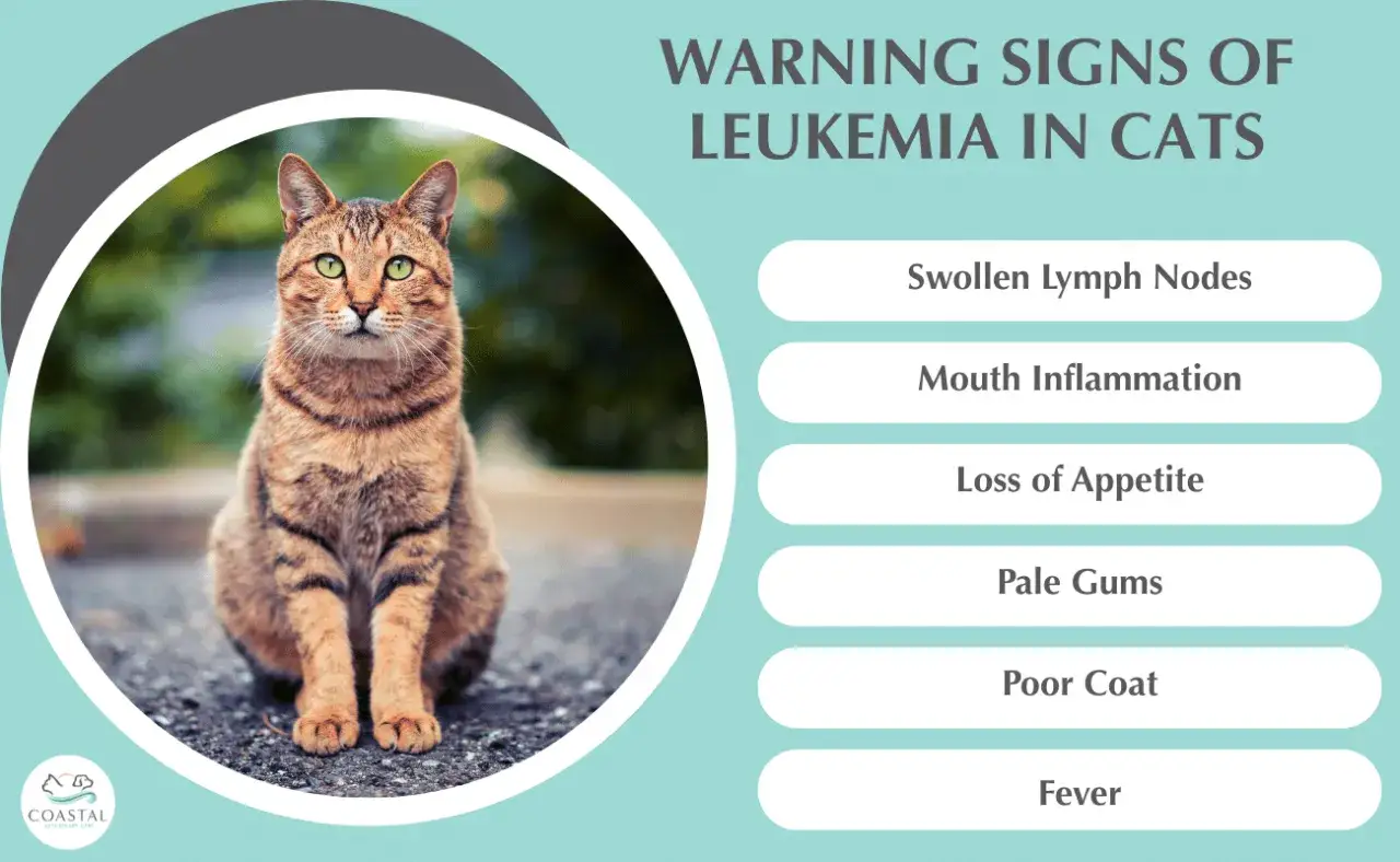 Gatto soriano con segni di leucemia felina ultimo stadio: linfonodi gonfi, infiammazione, scarso appetito, gengive pallide, pelo opaco, febbre.