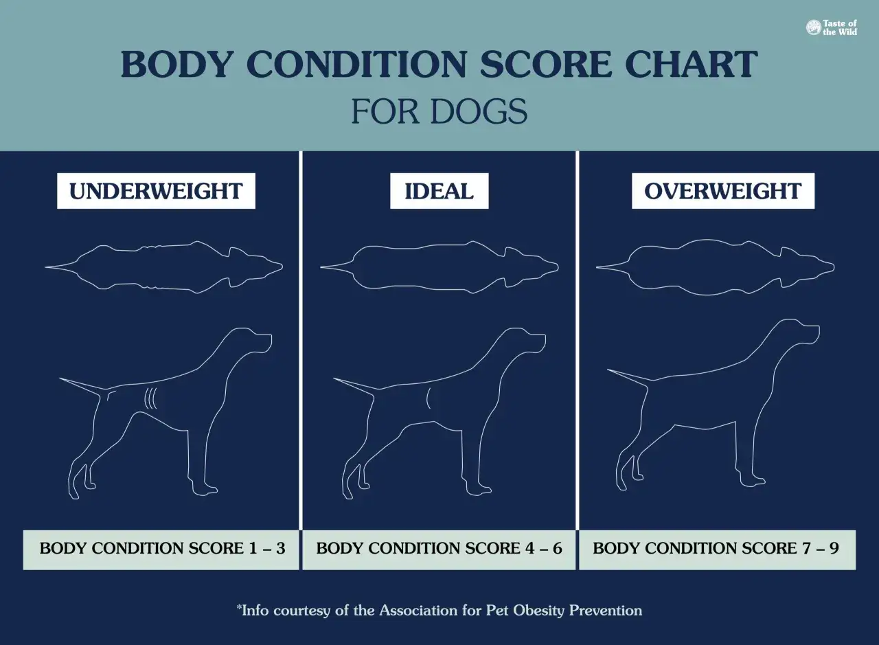 Grafico che mostra le condizioni corporee dei cani: sottopeso, ideale e sovrappeso. Un cane obeso è mostrato nella colonna