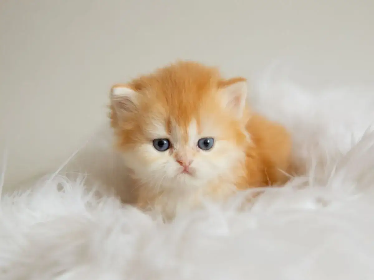 Un batuffolo di pelo arancione con occhi blu, uno dei tanti gatti piccoli che rubano il cuore.