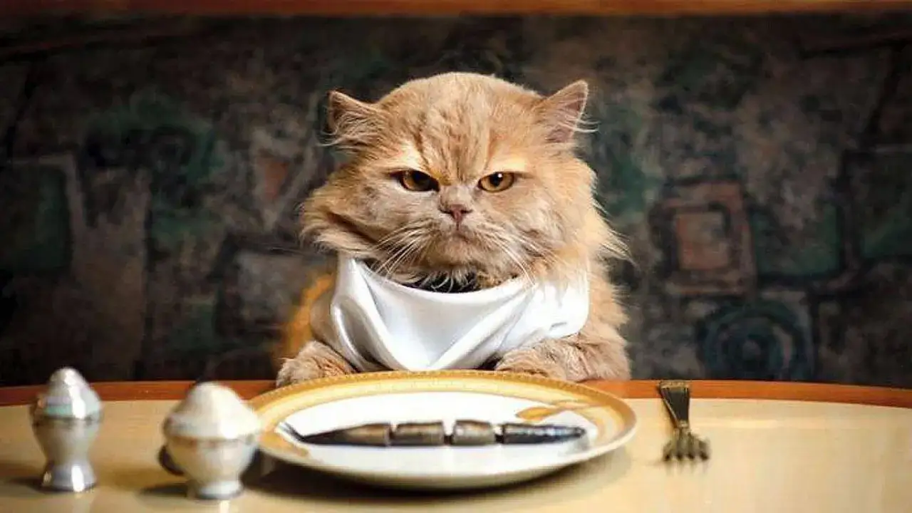Un gatto con un bavaglino bianco è pronto per la pica gatto, con un piatto davanti a sé.