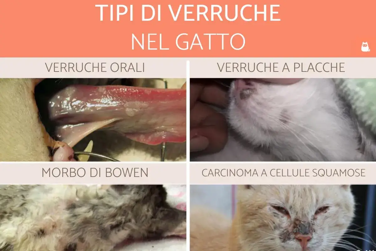 Immagine mostra diversi tipi di verruche nel gatto: orali, a placche, Morbo di Bowen e carcinoma.