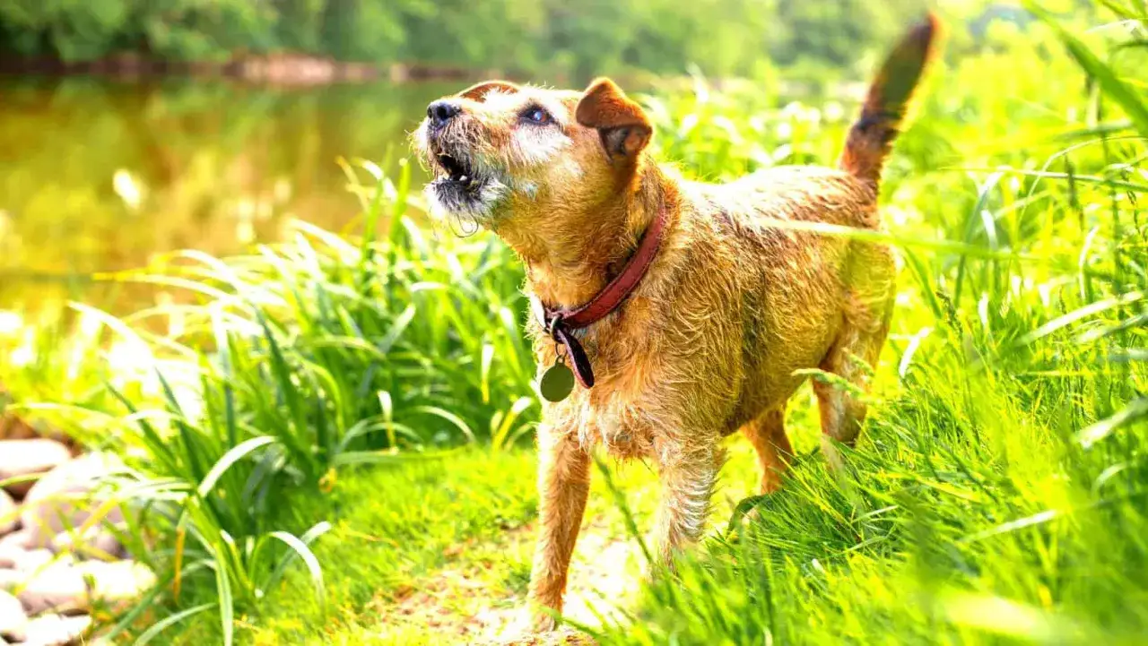 Un cane che abbaia in giardino privato, con l'acqua sullo sfondo.