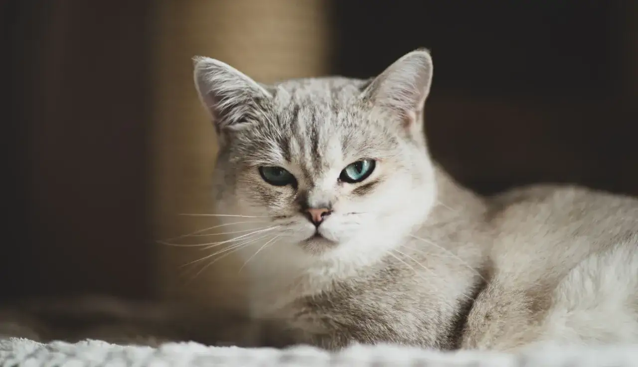 Un elegante gatto pelo corto con occhi azzurri penetranti guarda intensamente.