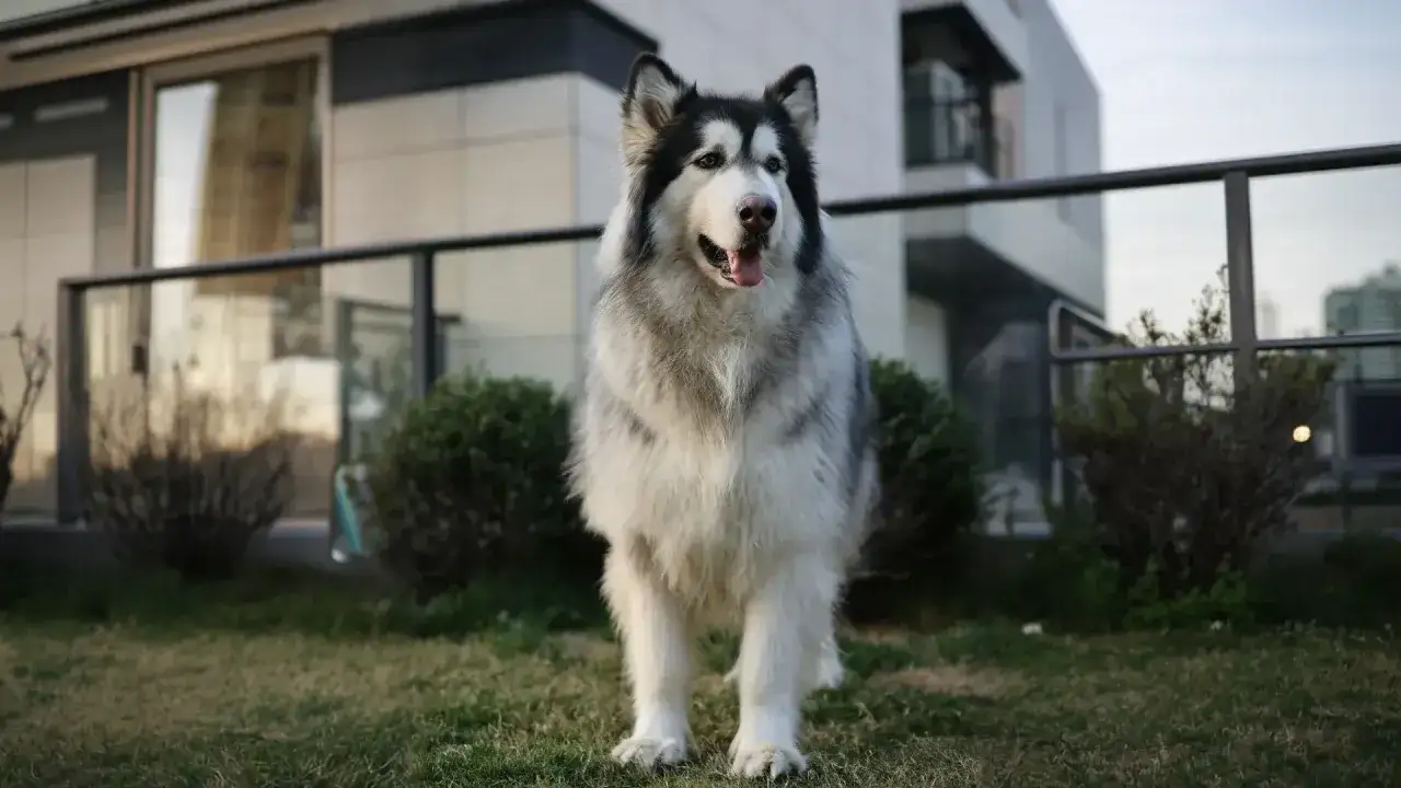 Un maestoso cane gigante, un Alaskan Malamute, posa fiero sull'erba davanti a una casa moderna.