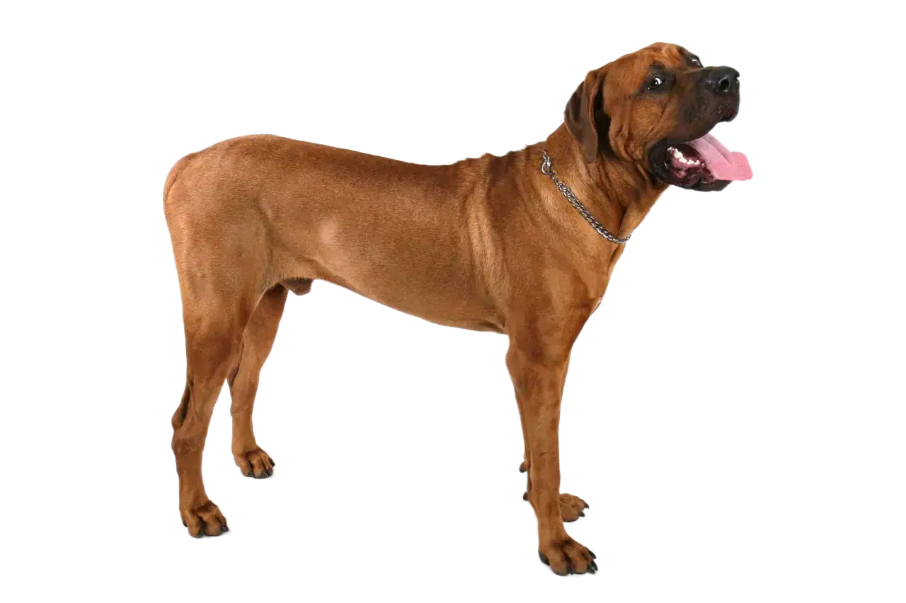 Un maestoso Rhodesian Ridgeback, un vero tosa inu, posa con la lingua fuori, pronto per un'avventura.