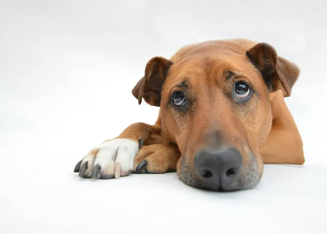 Un cane depresso, con lo sguardo perso e le zampe appoggiate a terra, sembra aspettare qualcosa che non arriva.