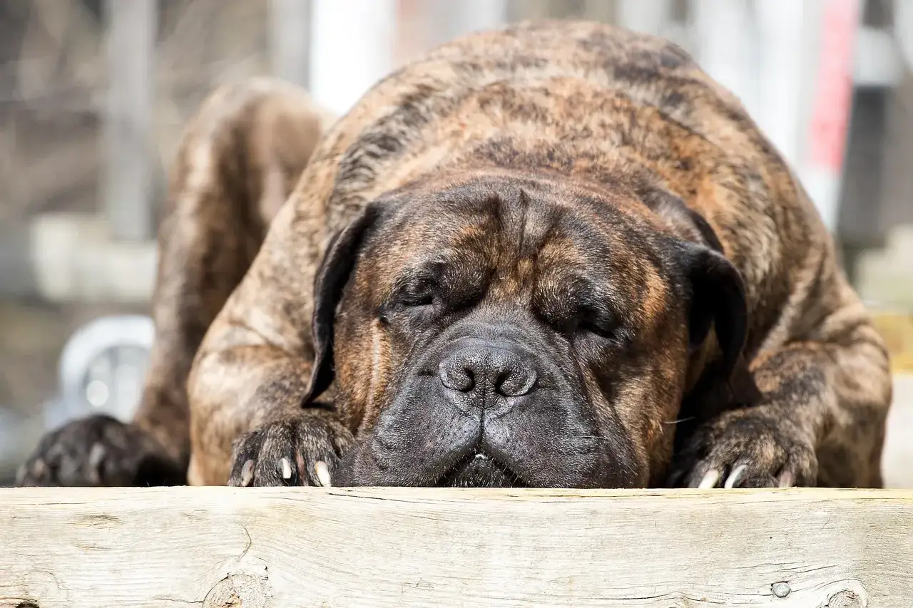 Un mastiff inglese dal pelo tigrato dorme beatamente appoggiato a un tronco di legno.