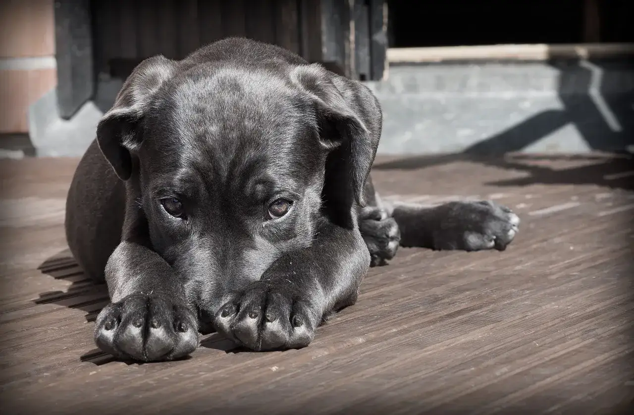 Un cucciolo nero con un'espressione triste, forse soffre di mal di gola cane. Riposa su un pavimento di legno.