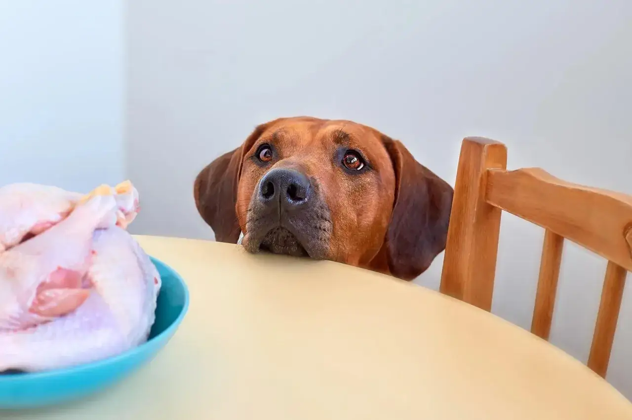Un cane guarda con desiderio un piatto di pollo crudo, chiedendosi che carne può mangiare il cane.