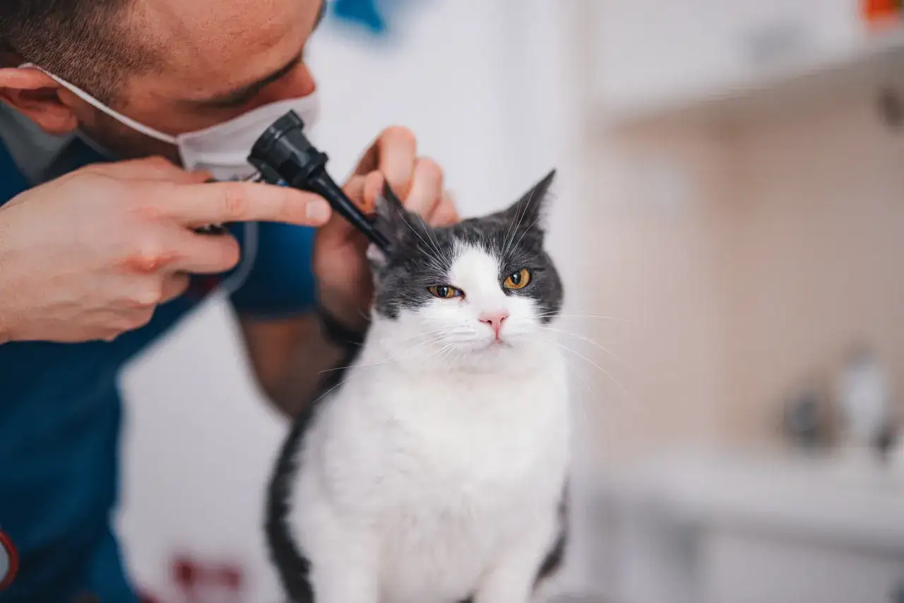 Veterinario esamina l'orecchio di un gatto con un otoscopio. Il gatto, bianco e grigio, guarda con i suoi grandi occhi gialli.