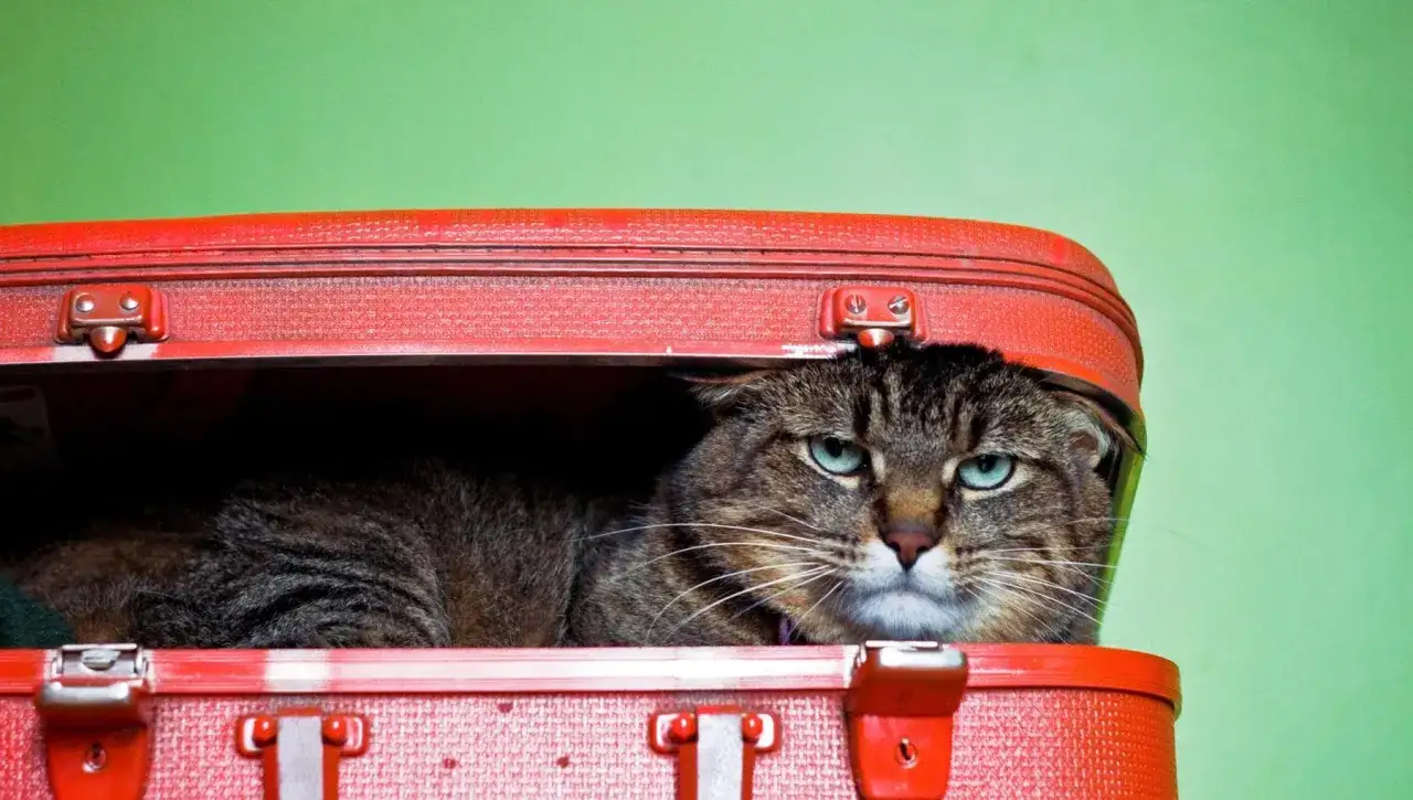 Gatto tigrato con occhi azzurri si nasconde in una valigia rossa, pronto per portare il gatto in vacanza.