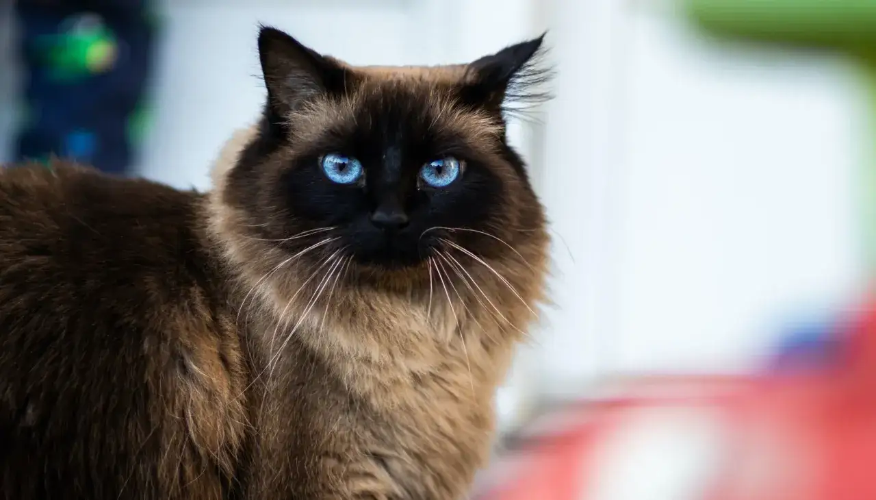 Un magnifico gatto himalayano con occhi blu penetranti e folta pelliccia marrone e nera.