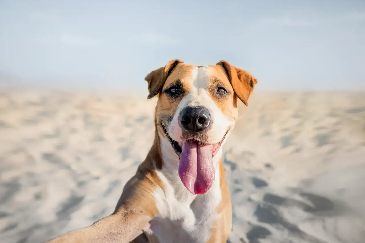 Un felice cane amstaff con la lingua fuori, sorride in una giornata di sole sulla sabbia.