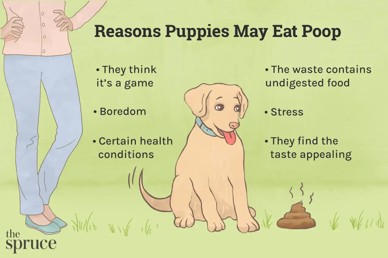 Un cane coprofago, forse per noia o stress, potrebbe trovare il cibo non digerito nel suo stesso escremento appetitoso.
