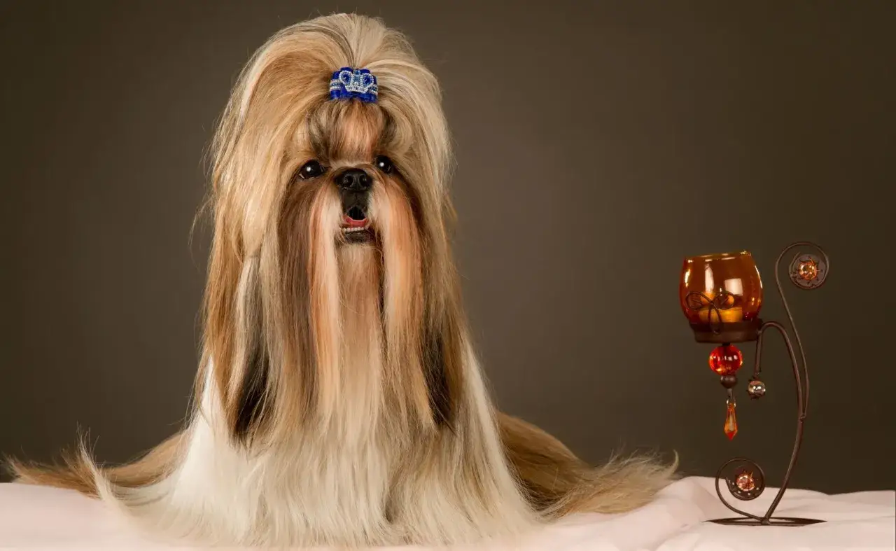 Un elegante shih tzu con un fiocco blu sulla testa, pronto per un servizio fotografico.