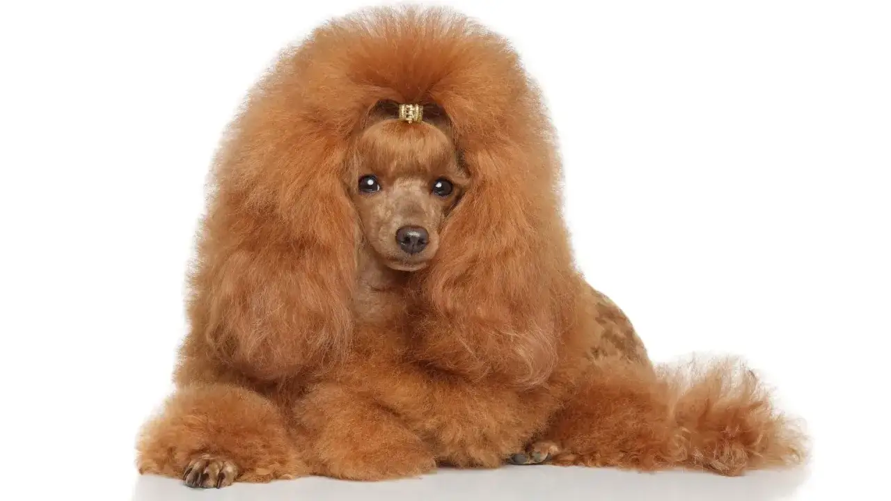 Un elegante barboncino medio color caramello, con un'acconciatura voluminosa e un fermaglio dorato, posa con grazia.