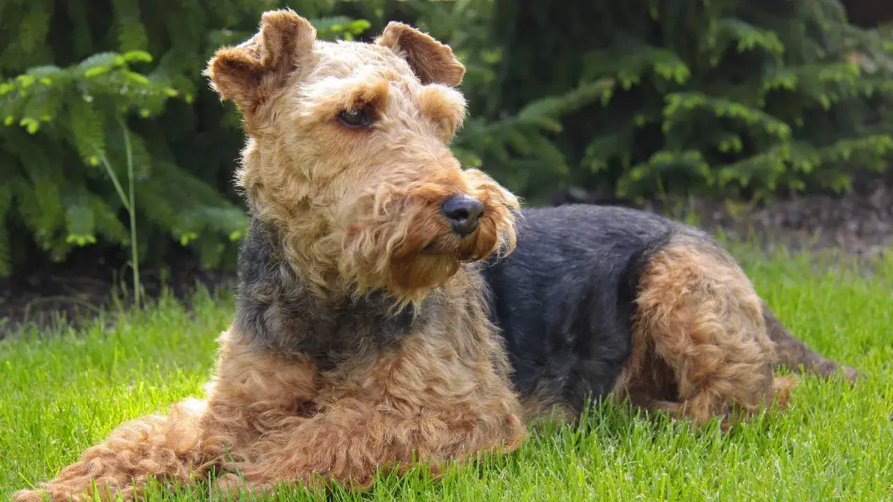 Un Welsh Terrier dal pelo ruvido e color miele, sdraiato sull'erba verde, con uno sfondo di alberi.