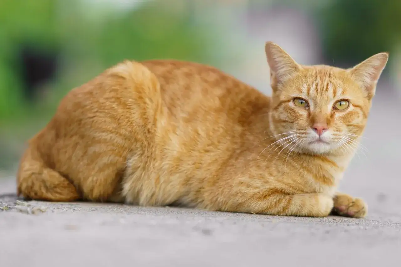 Un gatto rosso tigrato riposa sull'asfalto, con lo sguardo attento e le vibrisse bianche in evidenza.