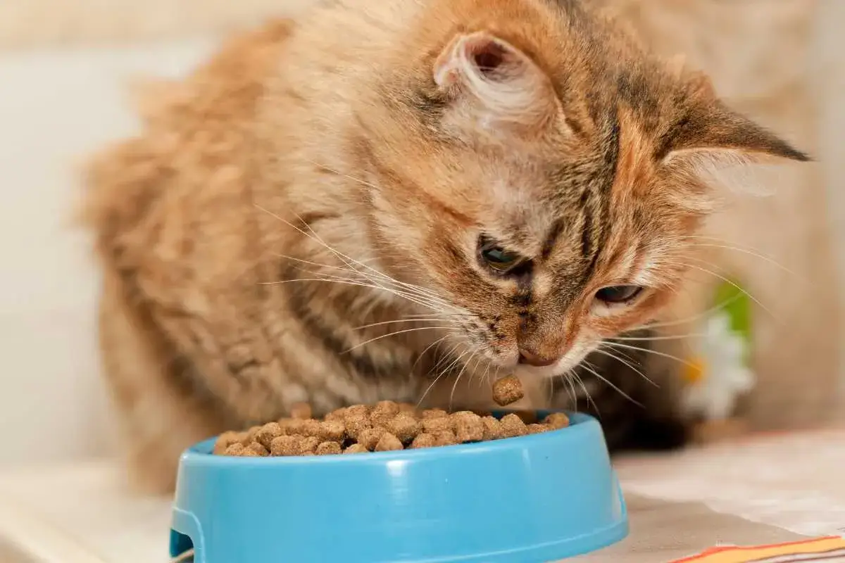 Gatto soriano mangia crocchette da ciotola blu. Un vero gourmet felino, come consigliato da un nutrizionista per gatti.