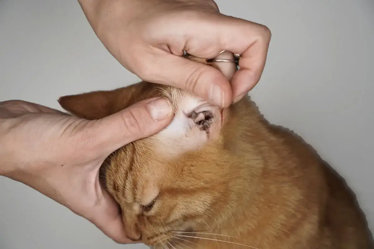 Mani esaminano l'orecchio di un gatto arancione, mostrando segni di acari del gatto, con cerume scuro e irritazione.