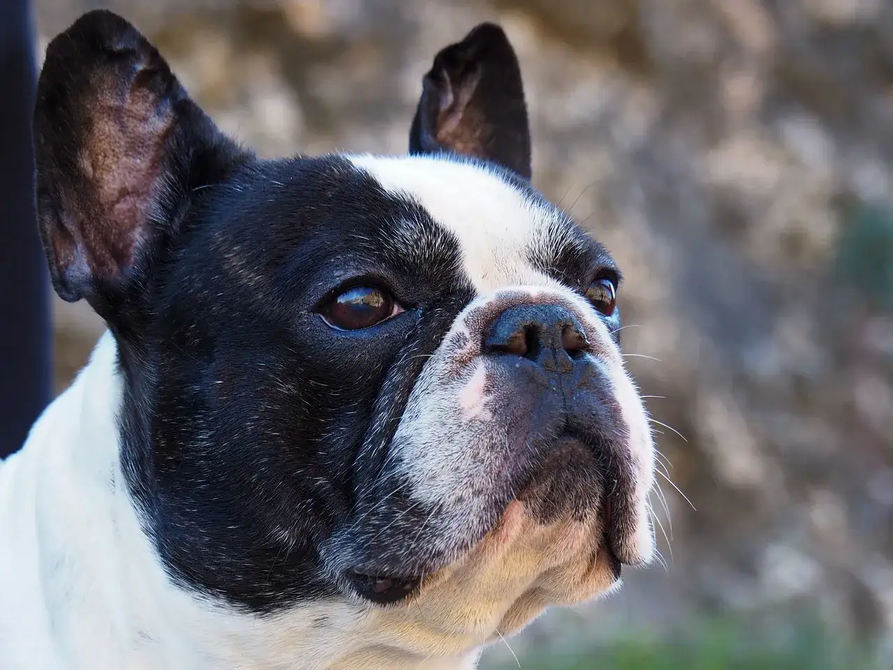 Primo piano di un bulldog francese, con il suo muso distintivo e le grandi orecchie. Le dimensioni del bulldog francese sono perfette per un compagno fedele.