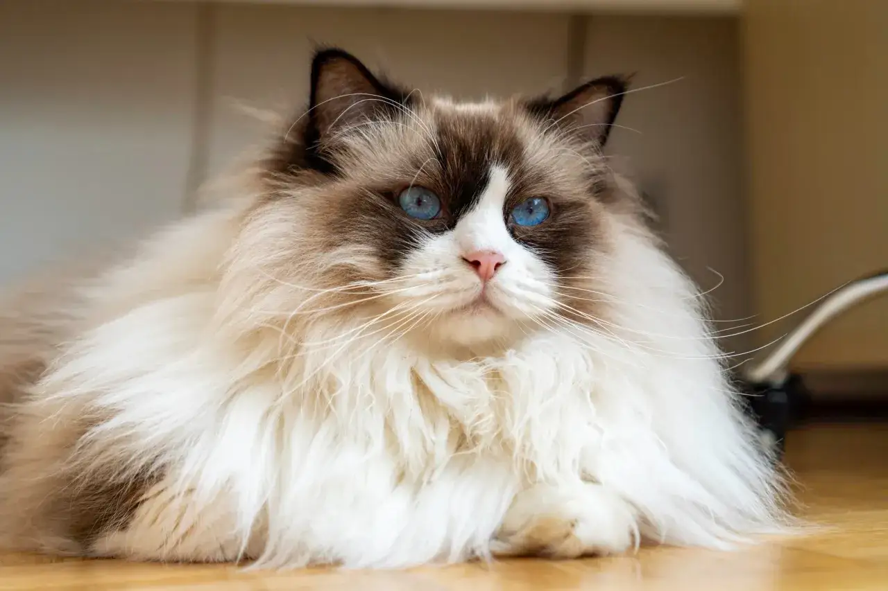 Un magnifico gatto pelo medio con occhi blu penetranti e un folto mantello bianco e marrone.