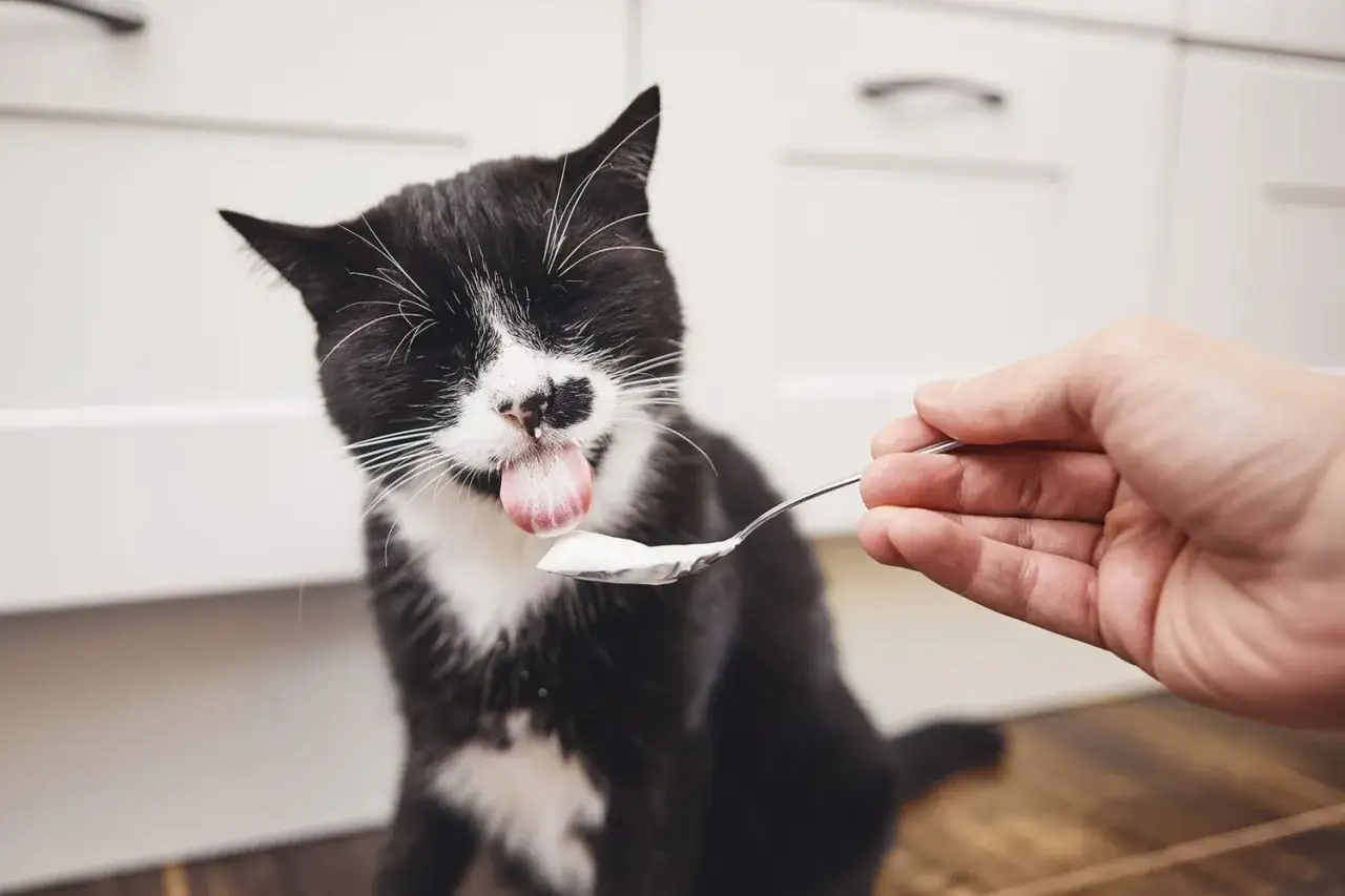Un gatto bianco e nero lecca con gusto lo yogurt da un cucchiaino, dimostrando che i gatti possono mangiare lo yogurt.