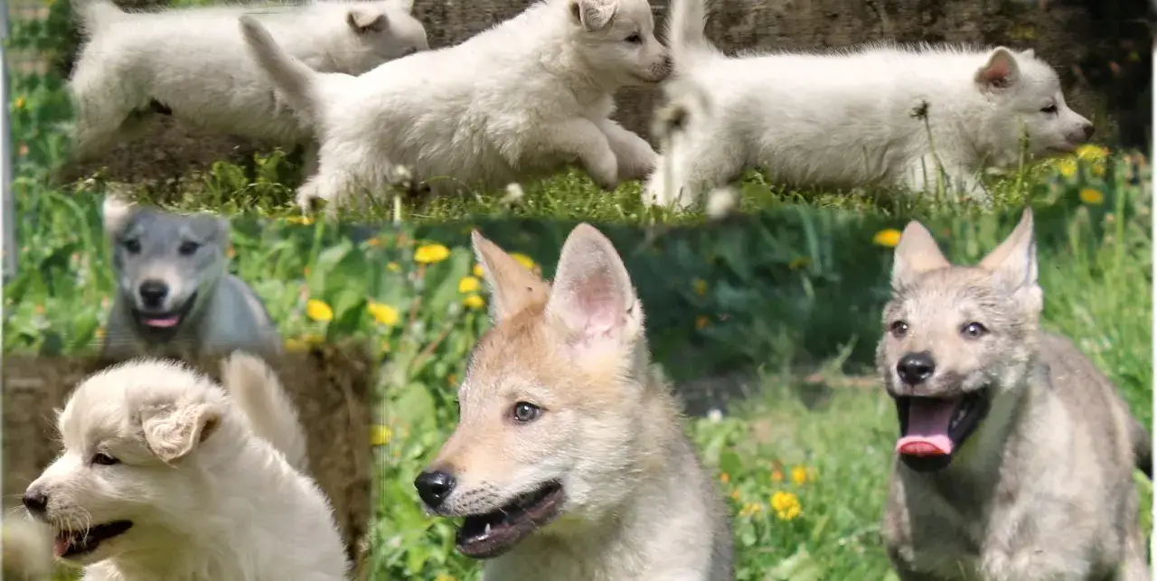 Cuccioli di lupo cecoslovacco in un prato fiorito. Il loro carattere curioso e vivace traspare dai loro sguardi attenti e dalle pose giocose.