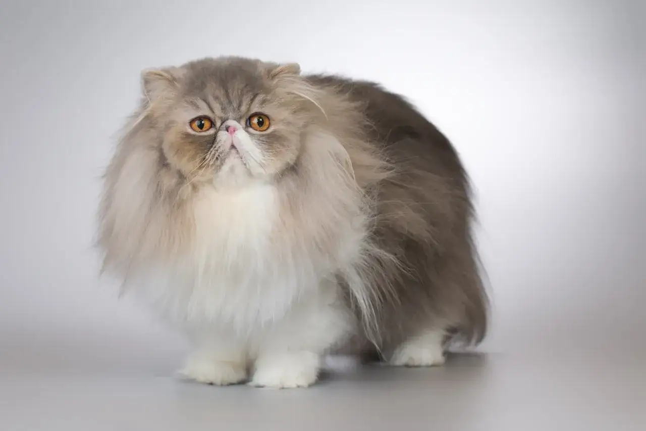 Gatto persiano dal muso schiacciato, con folta pelliccia grigia e bianca, occhi arancioni luminosi e un'espressione curiosa.