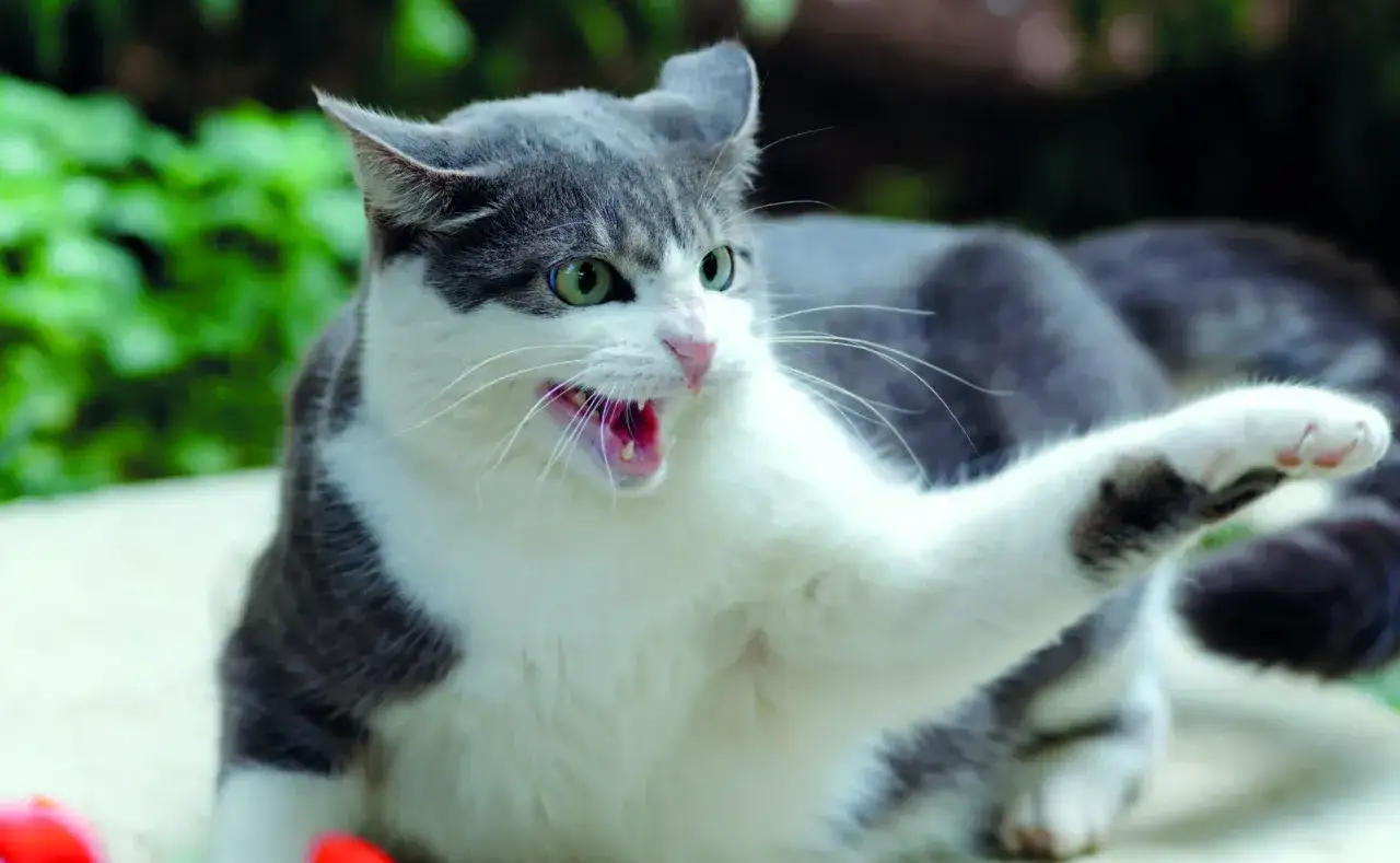 Gatto aggressivo con bocca aperta e zampa alzata, pronto a graffiare.