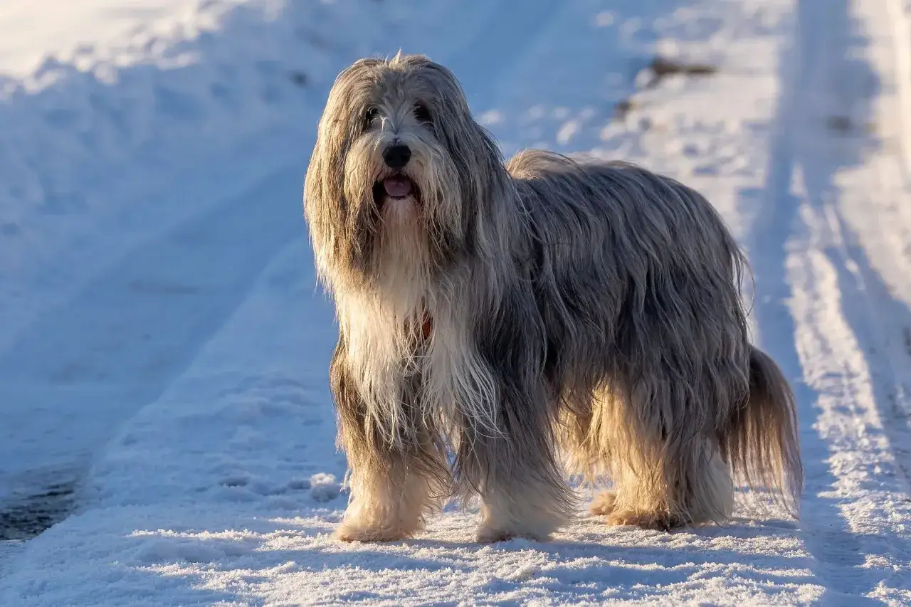 Un cane grande e peloso, con un lungo pelo grigio e bianco, si erge su un sentiero innevato, godendosi la luce del sole.